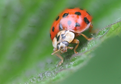 macro coccinelle