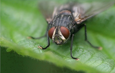 mouche macro stacking