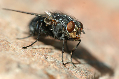 mouche
