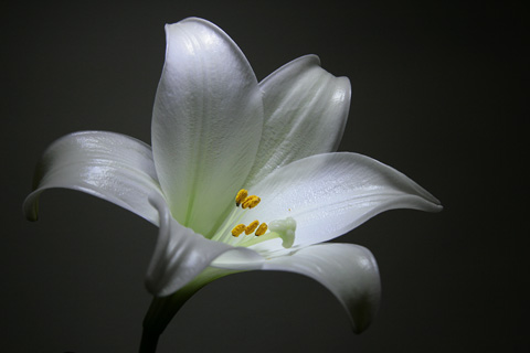 lys